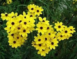 SKMO Coreopsis Golden Wave Tickseed 100 SKMO Seeds -  - £1.49 GBP