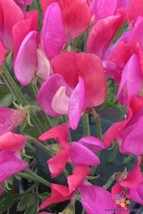 50+ Solway Serenade SemiDwarf Sweet Pea Seeds - £6.85 GBP