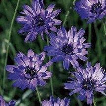 Fresh Cupids Dart Seeds Catananche Caerulea Blue Flower Seed 1000 Seeds Fast Shi - $18.88