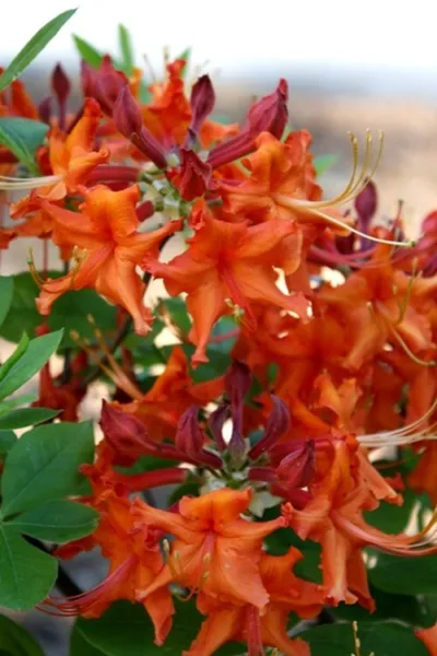 Red Pepper Aromi Azalea Rhododendron Deciduous Starter Plant May Be Dormant Gard - £46.89 GBP