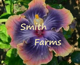 25 Yellow Pink &amp; Purple Hibiscus Flower Seeds Plants Planting Gardening Fresh US - $12.50