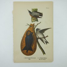 Bird Litho Print Red-breasted Nut-hatch Purple Martin John James Audubon Antique - £16.03 GBP