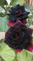 GIB 25 Seeds Easy To Grow Black &amp; Red Rose Flowers Bush Fragranting - £7.11 GBP