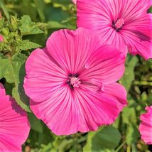 Pink Rose Mallow Malva Trimestris Royal Tree French Hollyhock Flower 300 Seed  - £9.58 GBP