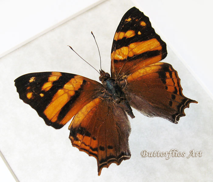 Orange Maping Hypanartia Lethe Real Butterfly Entomology Collectible Sha... - $47.99