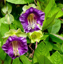 5 Cup Saucer Vine Cathedral Bells Cobaea Scandens Purple Hummer Flower Seeds Gar - $11.60