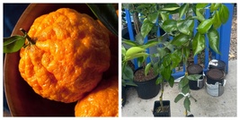 NEW Gold Nugget Mandarin Tree 3ft tall grafted tree No shipping Ca - £124.88 GBP