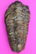 Trilobite Fossil 450 Million Years Old Morroco Guaranteed Real Dino Girl... - $29.99