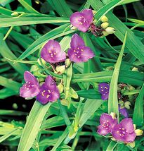 30 Tradescantia Spiderwort Seeds Mix Flower Perennial - £14.32 GBP