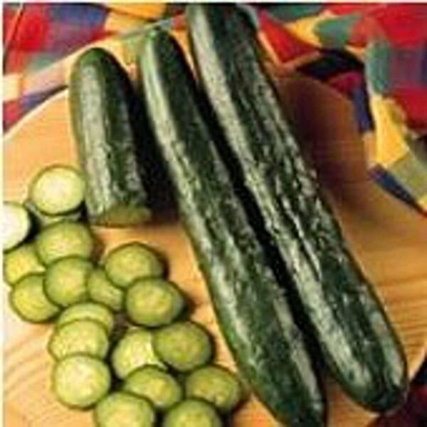 Sweeter Yet Cucumbers Seeds 20+ Seeds Non Gmo Fruit Herb Flower Fresh