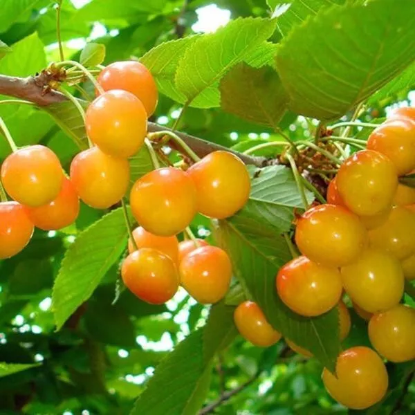 Yellow Jamaican Cherry Tree Muntingia Calabura Rooted Starter Plant Fresh Garden - £39.26 GBP
