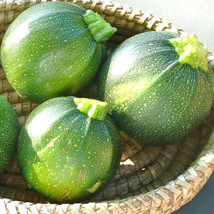 Thjar 20 Round Zucchini Seeds Summer Squash Fresh Harvest For Gardens - £2.59 GBP