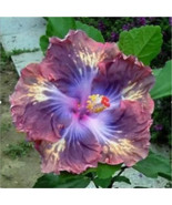 SDC 20 Hibiscus Seeds Flower Perennial Bloom Pink Blue Fresh Seeds - $28.60 CAD