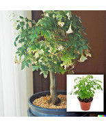 15 Seeds Radermachera Sinica Trees China Doll - Exotic Indoor Potted Bon... - €8,88 EUR