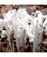 40 Monotropa Uniflora Seeds Ghost Plant Wildflower Garden Fast Shipping - £16.11 GBP