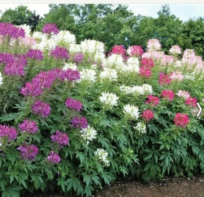 Cleome Mixed Colors Flower 50 Seeds - £7.51 GBP