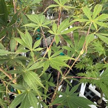 Acer Palmatum Sherwood Flame Japanese Maple Live Plant 18 Inch Tall 2 Ye... - $81.90