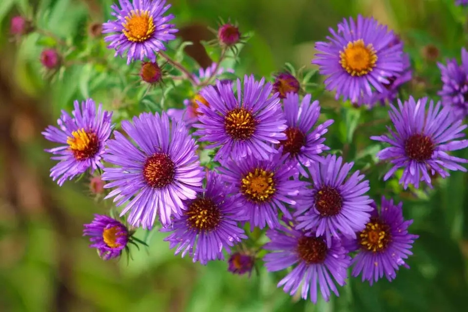 BStore 500 Seeds New England Aster Purple Perennial Heirloom Fall USA Non Gmo - $9.39