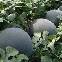Black Diamond Watermelon - Seeds - Non Gmo - Heirloom Seeds – Fruit Seeds - £4.80 GBP