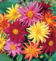 25 Cactus Mix Dahlia Seeds Flower Perennial Flowers Seeds Flowering Fres... - $8.98