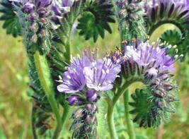 US Seller 1001 Lacy Phacelia Seed Native Pollinators Drought Heat Cover Crop - £7.56 GBP