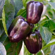 KKG Lilac Bell Purple Beauty Sweet &amp; Crisp Fresh Garden - $7.89