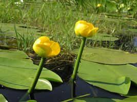 FREE SHIPPING 1 BAREROOT NUPHAR LUTEA YELLOW WATER LILY LIVE PLANT  - £25.97 GBP