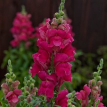 Seeds USA Seller Snapdragon Seeds Snapdragon Candy Tops Rose 50 Seeds Dw... - $20.50