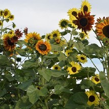 New Seeds 2R8D1 Indian Blanket Sunflowers Seeds 50 Thru 1000 Seeds Dwarf... - £12.26 GBP