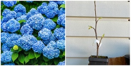 Nikko Blue Mophead - 6-10&quot; Tall Live Plant - 3&quot; Pot - Hydrangea macrophylla - H0 - £60.66 GBP