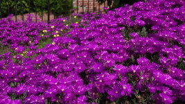 Authetic Delosperma Purple Ice Plant Flower 150 Seeds Perennial - $12.75