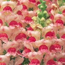 30 Antirrhinum Opus Appleblossom Snapdragon Seeds Flower Fragrant - $17.96