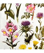 Beautiful Wildflowers 1940s Color Plate Print Plants In Nature #3 DWT12A - €25,70 EUR