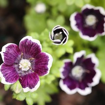 New Fresh Penny Black Nemophila Seeds Fresh Organic Nemophila Menziesii Seeds, B - $7.98