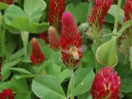 1200 Clover Crimson Red Seeds Pollinator Food Fresh - £7.96 GBP