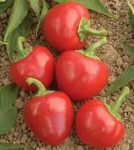 100 Seeds Red Cherry Hots Pepper Finger Hots Chili Capsicum Annuum Veget... - $9.68