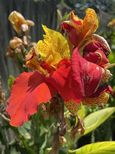 Stunning Canna Cleopatra (2) Lily Rhizome Bulb Plain Green Leaves No Var... - $3.91