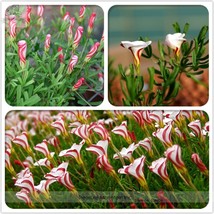 Oxalis Versicolor Candy Cane Sorrel Seeds 100 Seeds World S Flowers For Plants G - £7.91 GBP