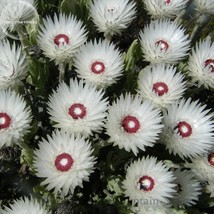 Fresh Syncarpha Vestita Cape Slow A Cluster Of White Flower With Red White Eye 5 - $9.46