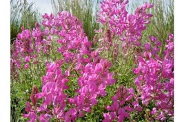 50 Seeds Utah Northern Sweetvetch Heirloom Seeds For Speedy Garden Makeovers - £6.78 GBP