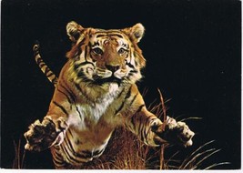 District Of Columbia Postcard Washington Indian Or Bengal Tiger  - $2.12