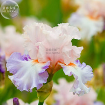 Fast Ship USA Seller 20 Seeds Light Pink &amp; Light Pink Iris Tectorum Flower Seeds - £6.81 GBP