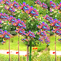50 pcs Dahlia Tree Bonsai Flowers Colorful FRESH SEEDS - $6.99