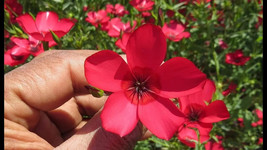 VC 200 Scarlet Flax Seeds Easy Grow - $9.77
