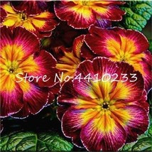 Kasuki 100 Fresh Evening Primrose Seedlings Perennial Beautiful Color: d - $10.99