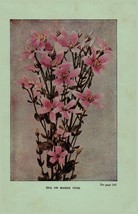 Vintage 1922 Flower Print Sea Pink Closed Gentian 2 Side Flowers You Sho... - £14.02 GBP
