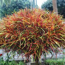 Zanzibar Croton Live Cuttings Codiaeum Variegatum Natural Indoor Outdoor... - $18.99+