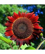 Sunflower Red Sun 5 6’ Bronze/Maroon Flowers 6&quot; Pollinators Non Gmo 50 S... - €11,61 EUR