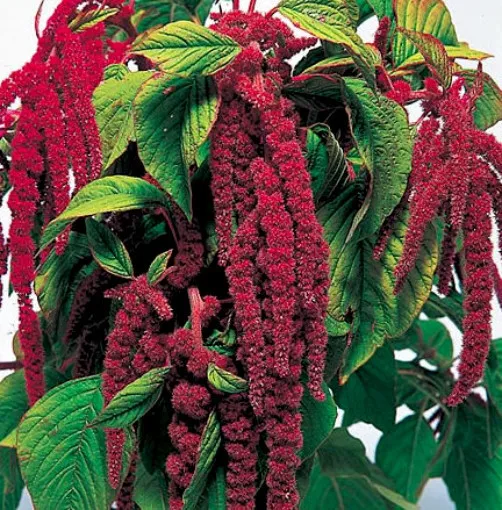 Love Lies Bleeding Red Tassel Flower Amaranthus 400Ct Fresh Seeds - £11.98 GBP