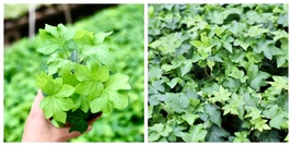 US SELLER English Ivy Live Trailing Plant Climbing Houseplant in 4” Pot - $35.99